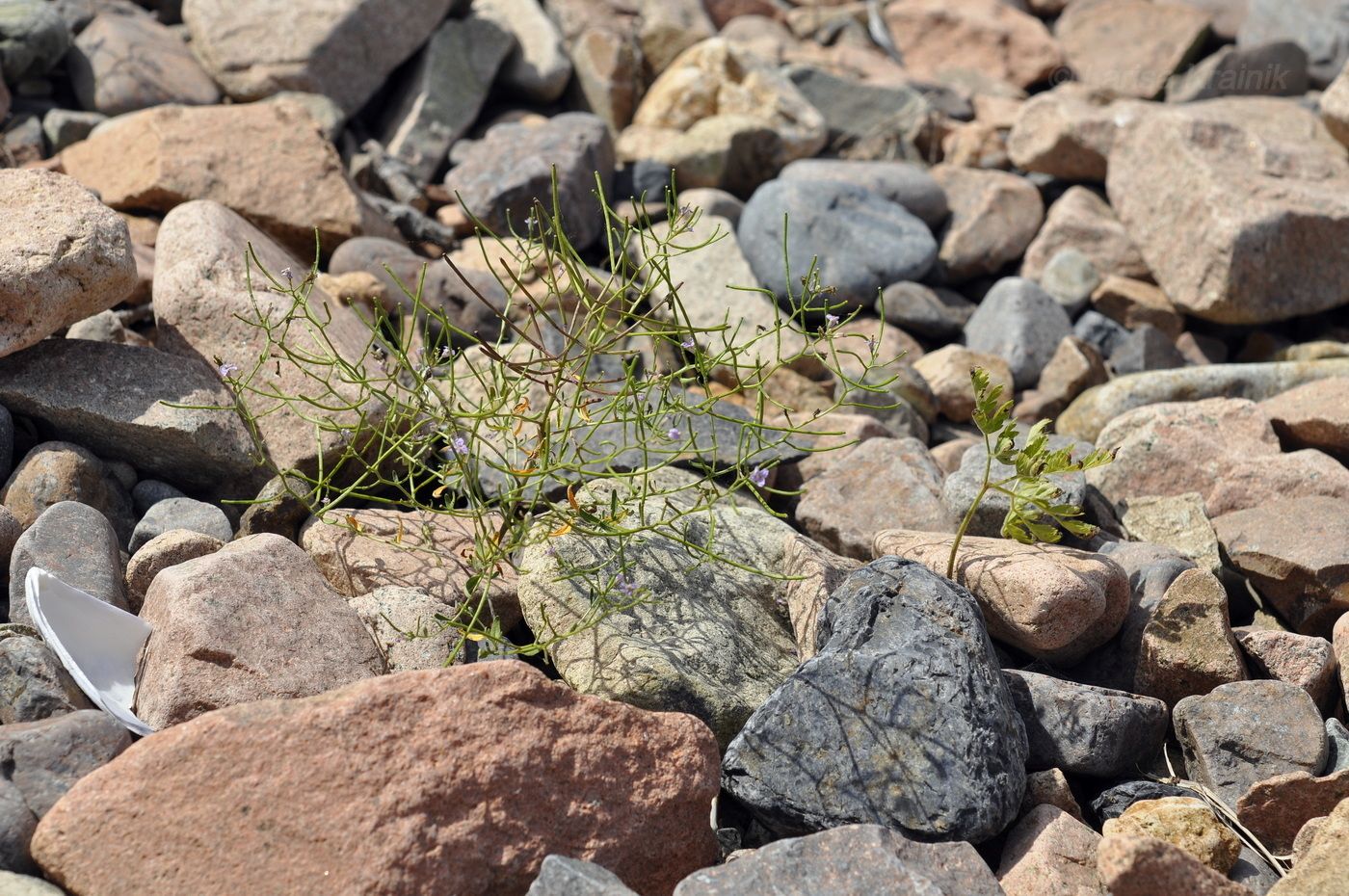 Image of Dontostemon dentatus specimen.