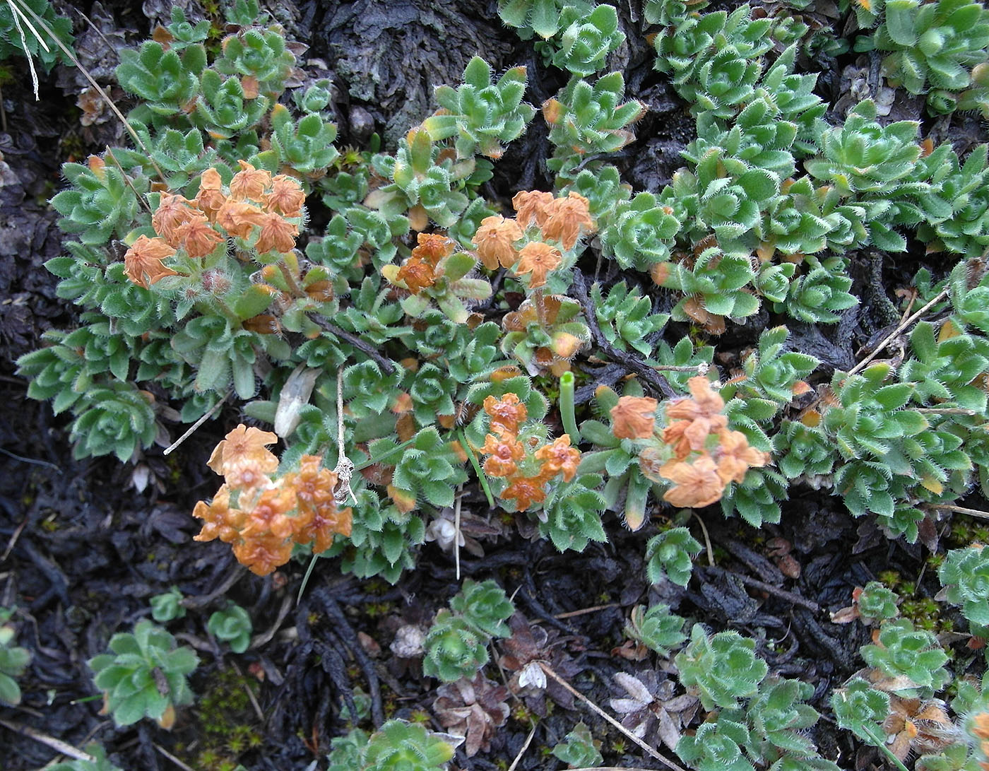 Image of Androsace lehmanniana specimen.