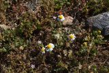 семейство Asteraceae. Соцветия. Турция, ил Ван, 3 км к З от дер. Кечикыран, берег оз. Ван, выс. 1650 м н.у.м., горная степь. 21 мая 2025 г.