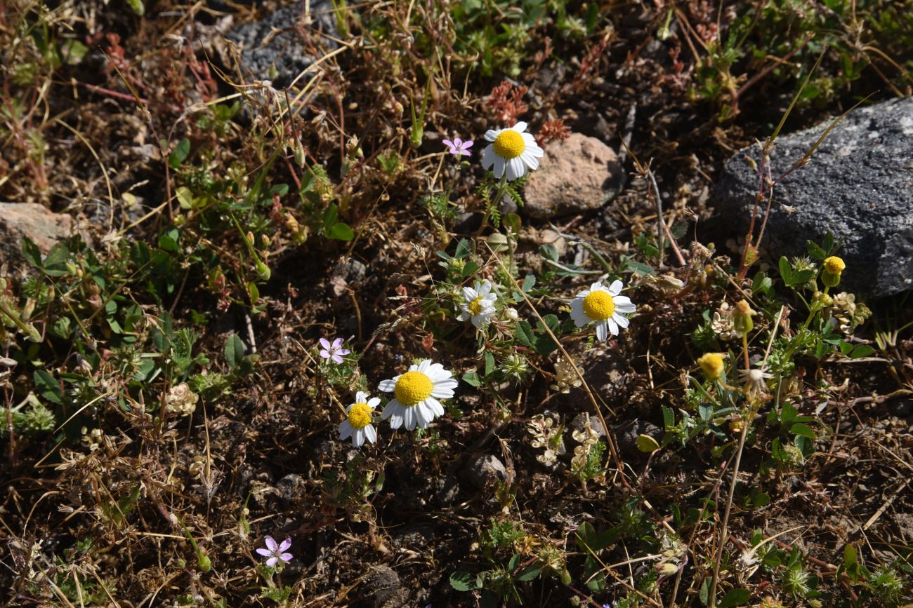 Изображение особи семейство Asteraceae.