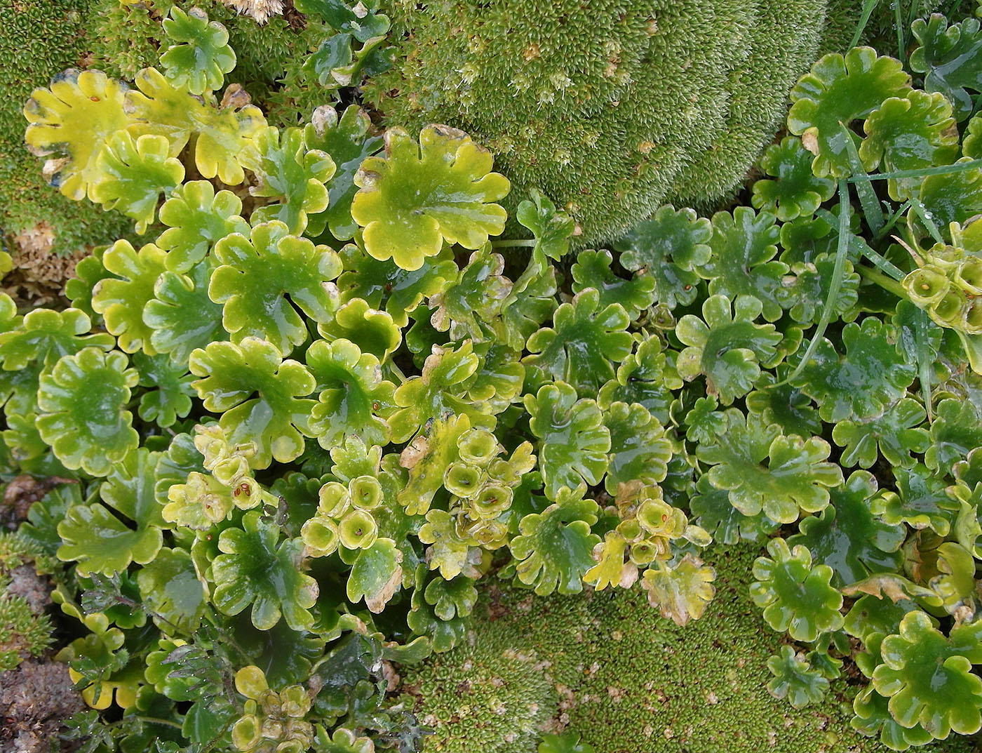 Image of Chrysosplenium nudicaule specimen.