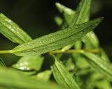 Boltonia lautureana. Лист (вид на абаксиальную поверхность). Приморский край, Октябрьский р-н, окр. с. Чернятино, опушка дубового леса. 08.09.2025.