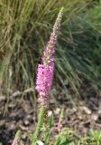 Veronica spicata