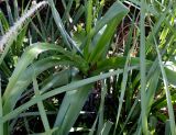 Albuca bracteata