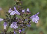 Clinopodium nepeta. Верхушка соцветия. Испания, Каталония, пров. Жирона, комарка Баш Эмпорда, муниципалитет Паламос, берег р. Ауби, высокотравный луг после скашивания. 19.10.2025.