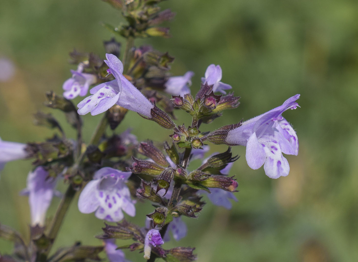 Изображение особи Clinopodium nepeta.