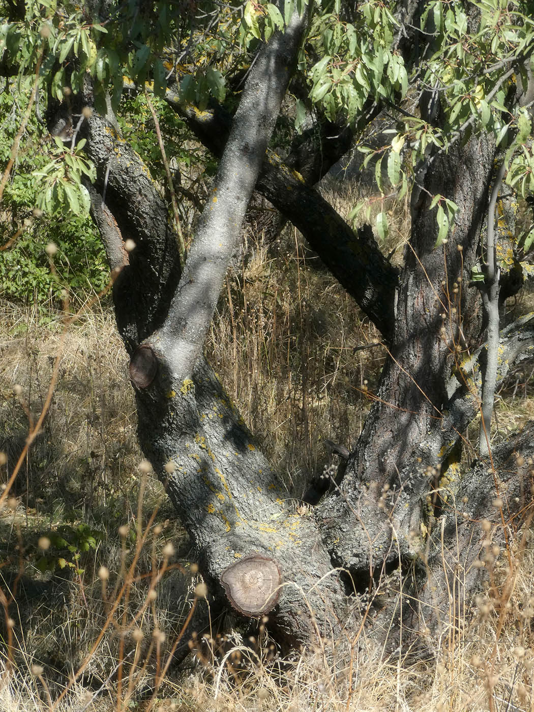Image of Amygdalus communis specimen.