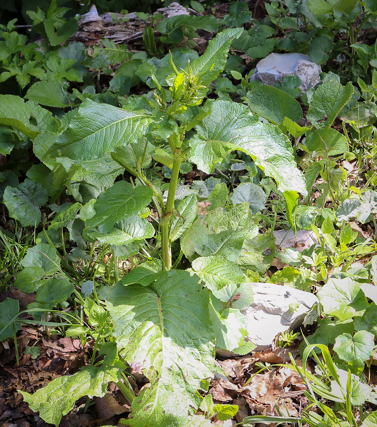 Изображение особи Rumex alpinus.