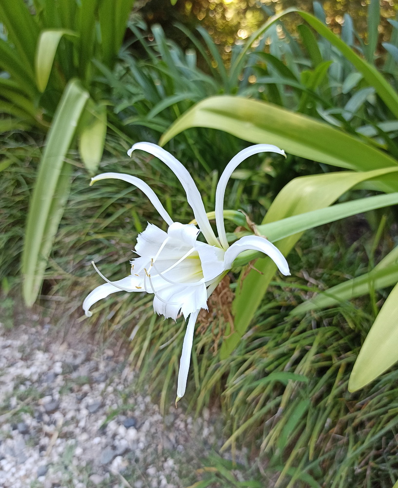 Image of Hymenocallis speciosa specimen.