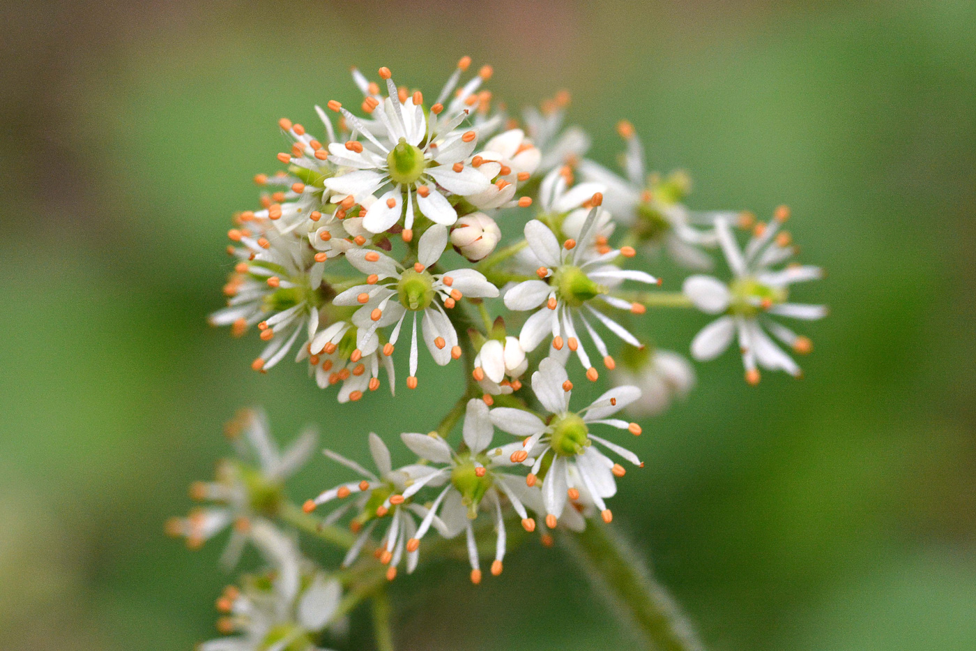 Image of Micranthes aestivalis specimen.