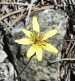 Scorzonera troodea. Соцветие. Республика Кипр, Троодос, ≈ 1870 м н.у.м. 01.06.2025.