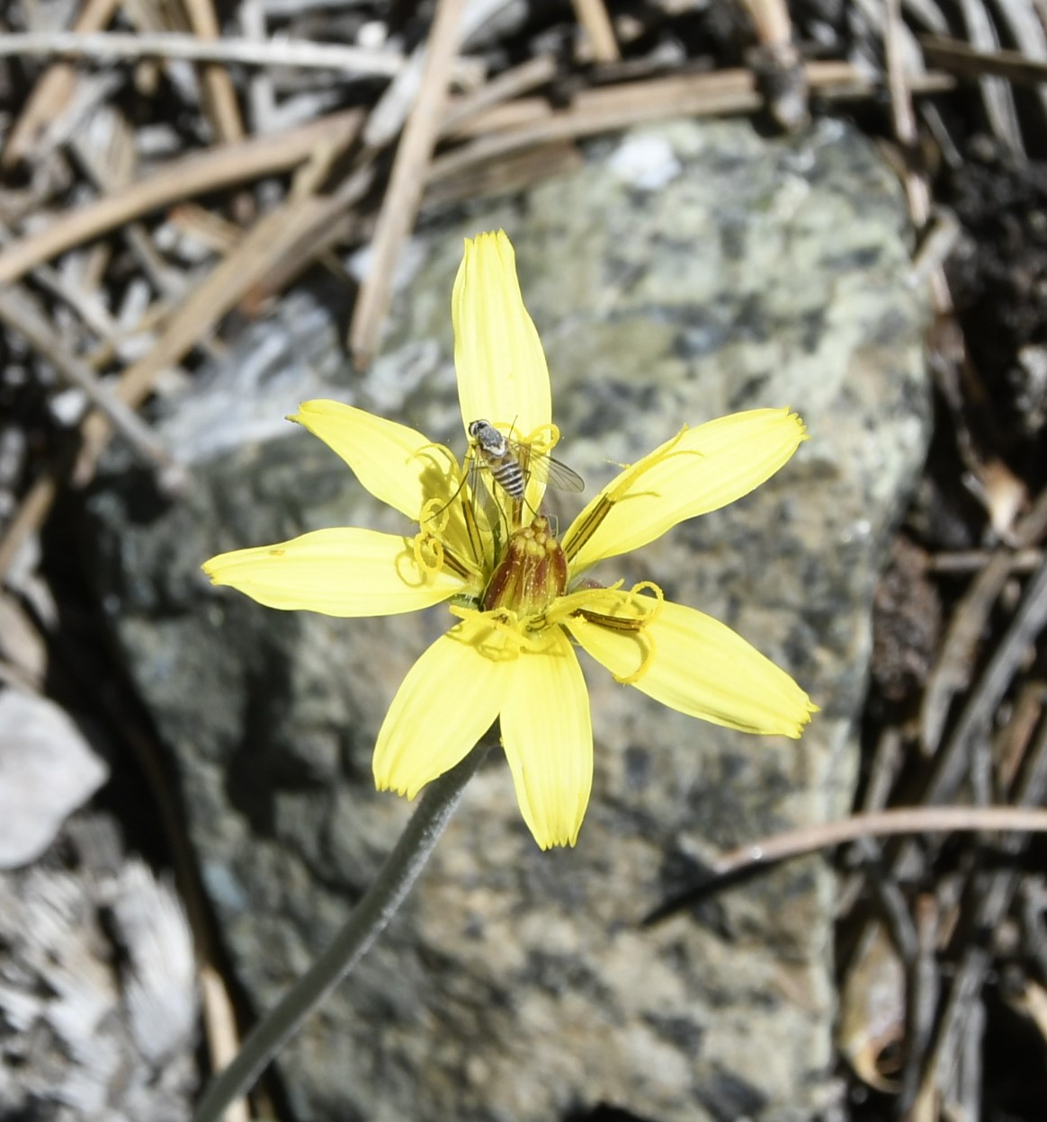 Изображение особи Scorzonera troodea.