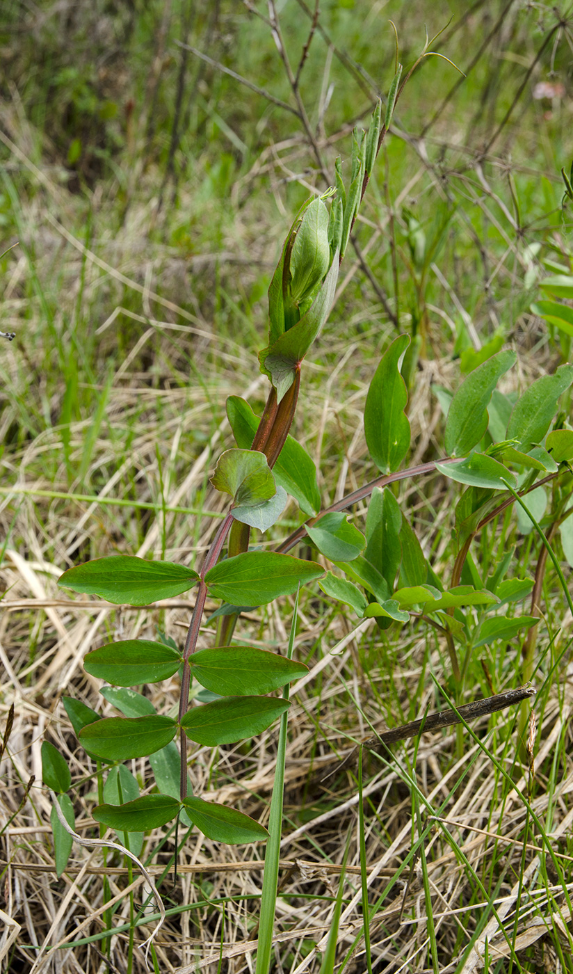 Изображение особи Lathyrus pisiformis.