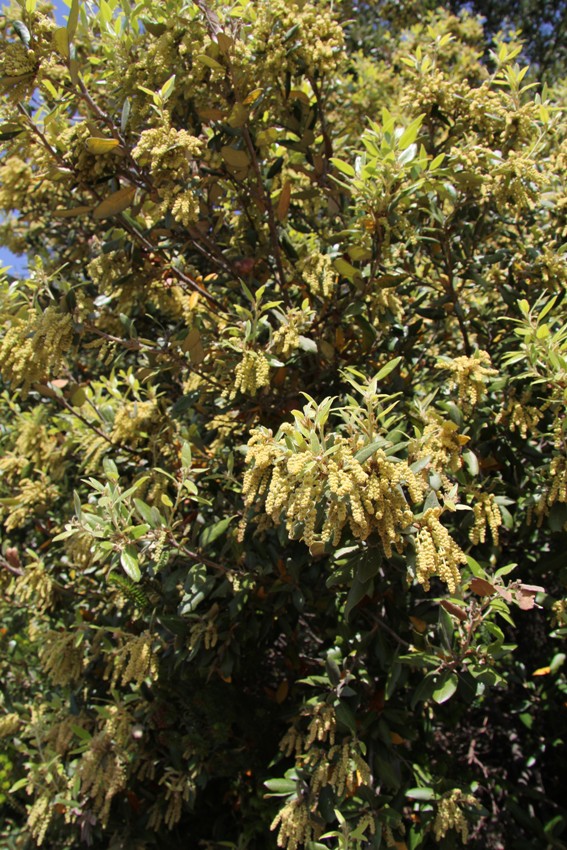 Image of Quercus ilex specimen.