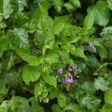 Изображение особи. Автор - Сергей Глотов