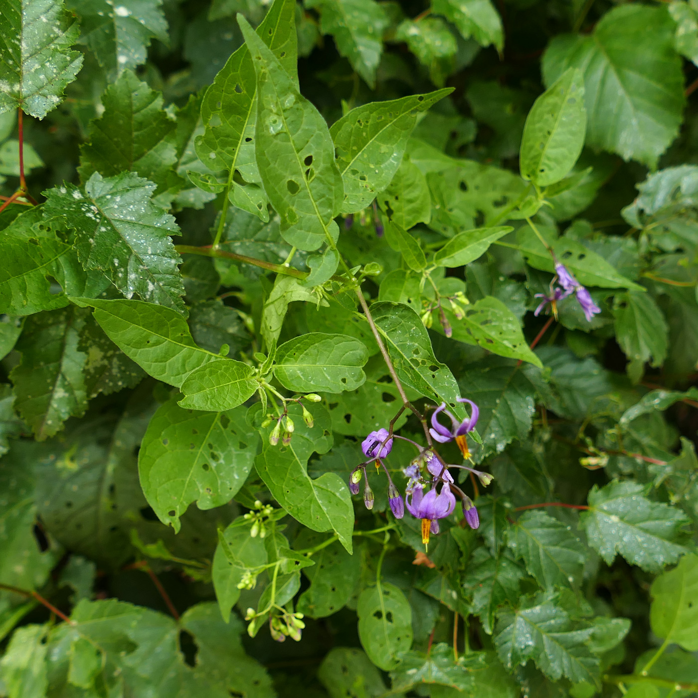 Изображение особи Solanum dulcamara.