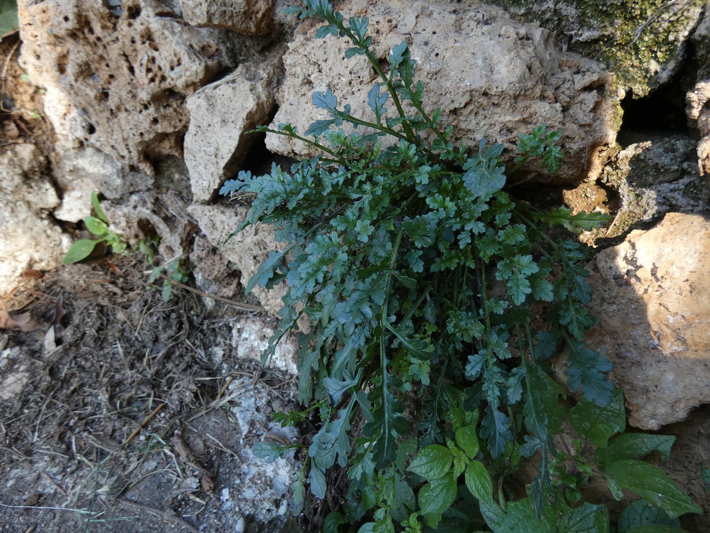 Изображение особи Scrophularia olympica.