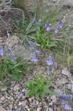 Veronica gentianoides. Цветущее растение. Кабардино-Балкария, Эльбрусский р-н, восточный склон горы Чегет, окр. метеостанции, выс. ок. 2900 м н.у.м., среди камней. 23 июня 2018 г.