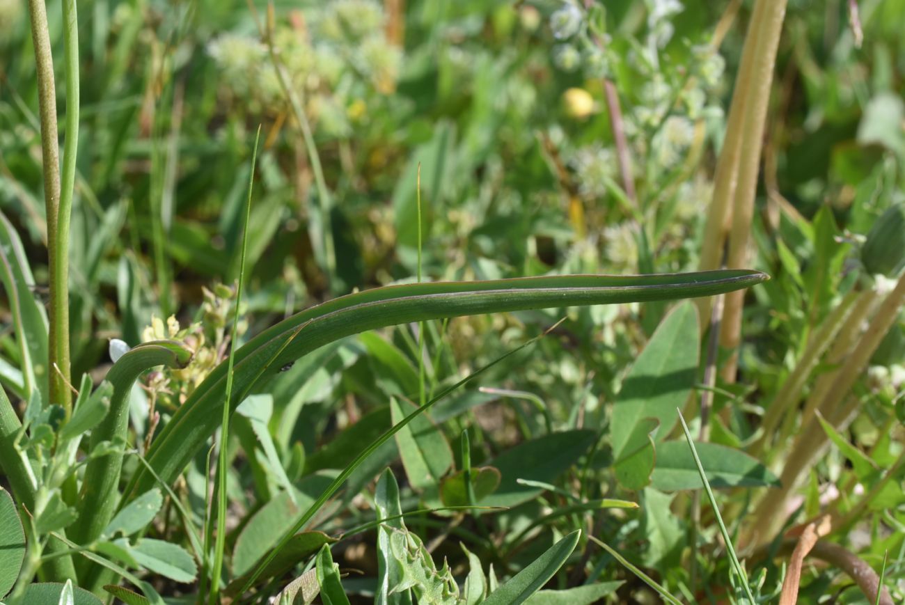 Изображение особи род Muscari.