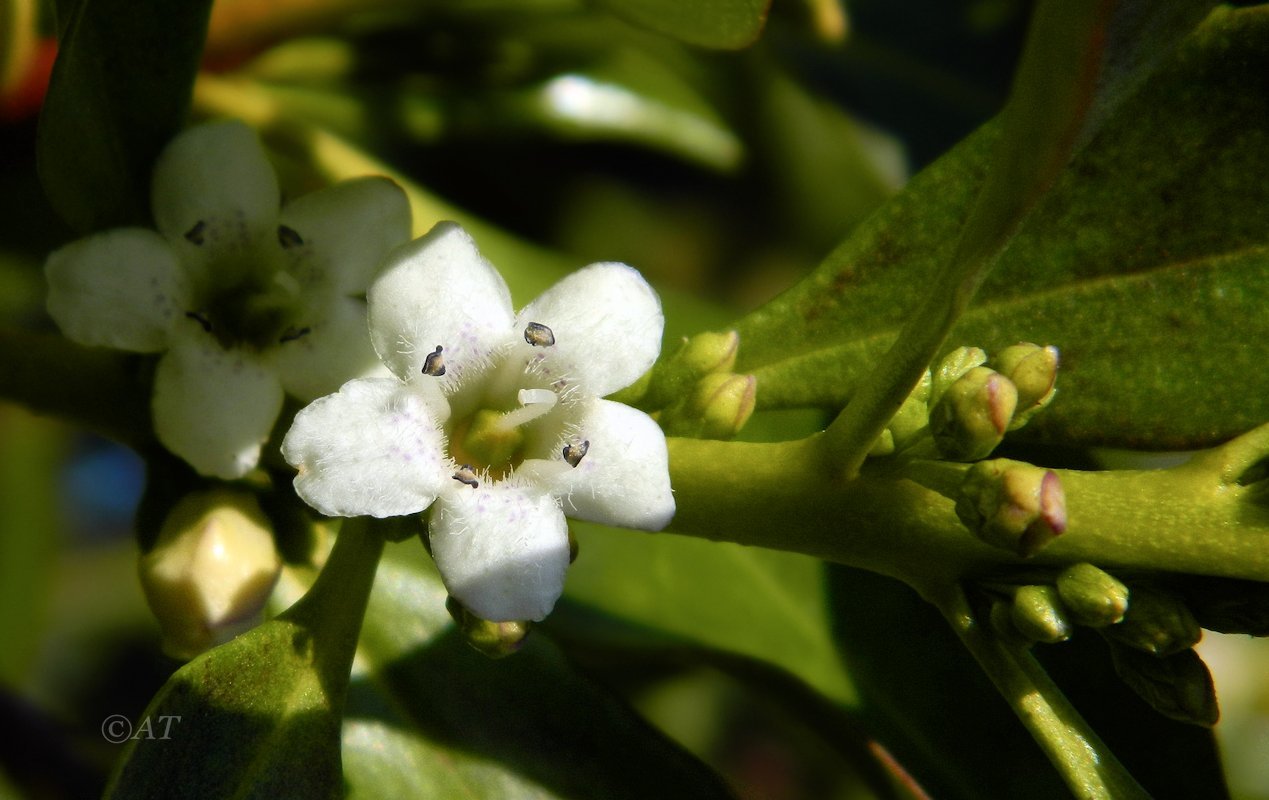 Изображение особи род Myoporum.