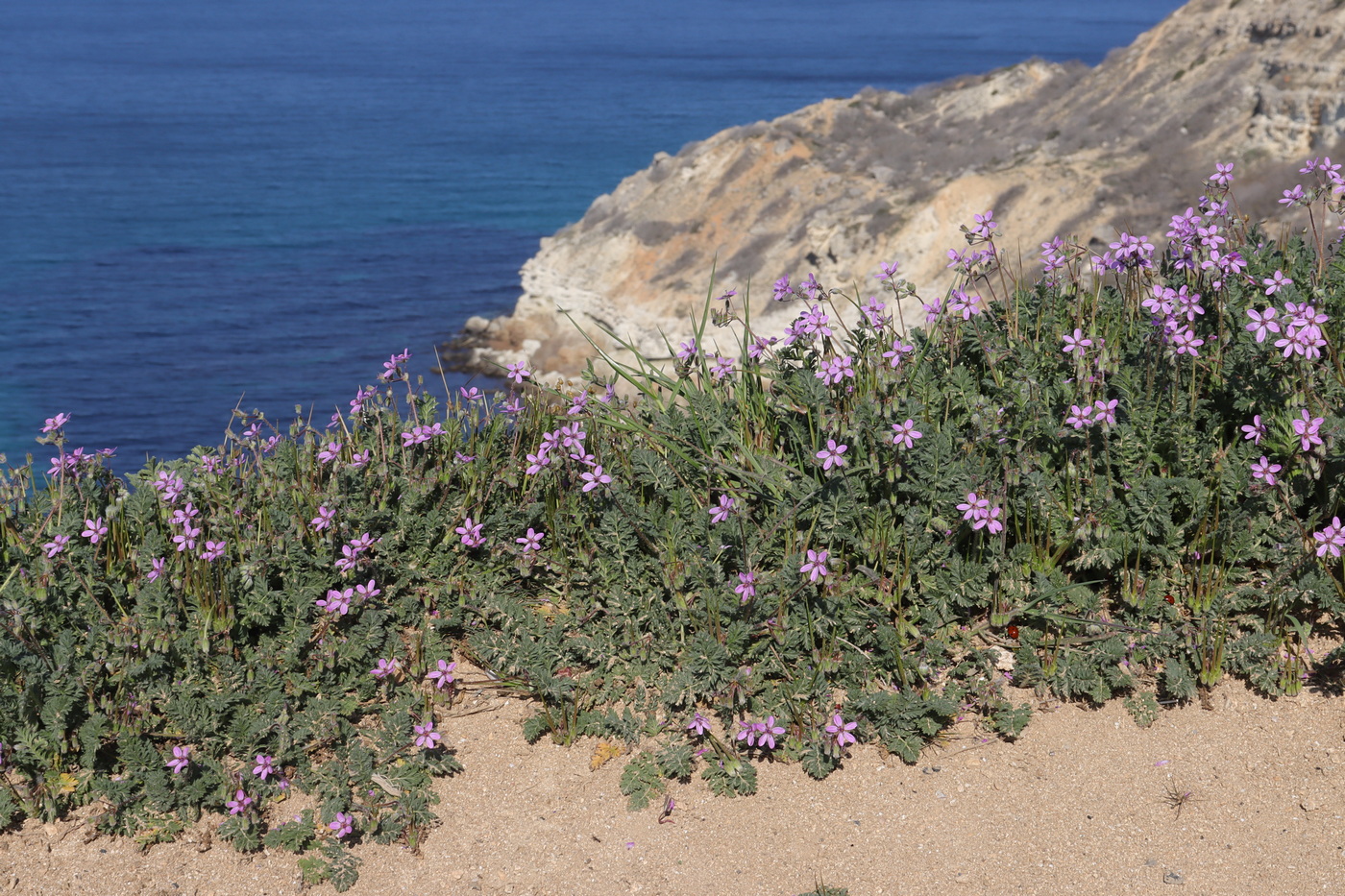 Изображение особи Erodium cicutarium.