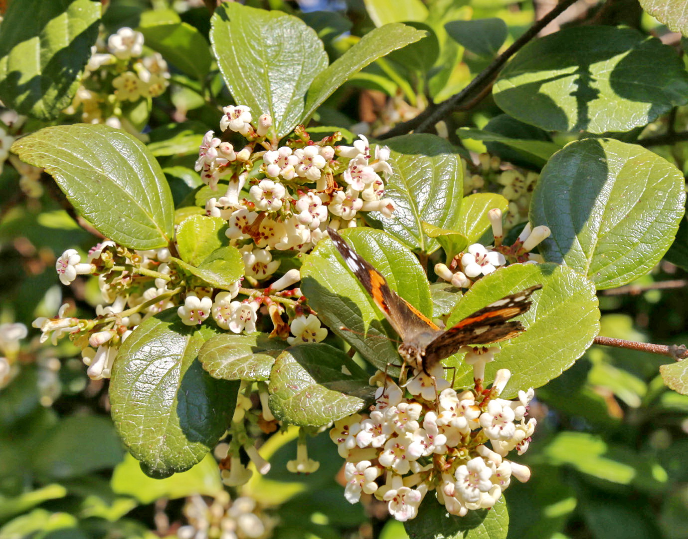 Изображение особи Неопознанный вид.