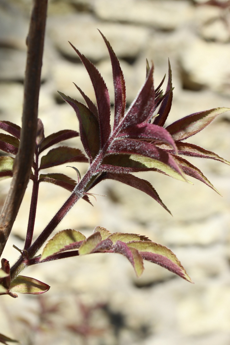 Изображение особи Sambucus sibirica.
