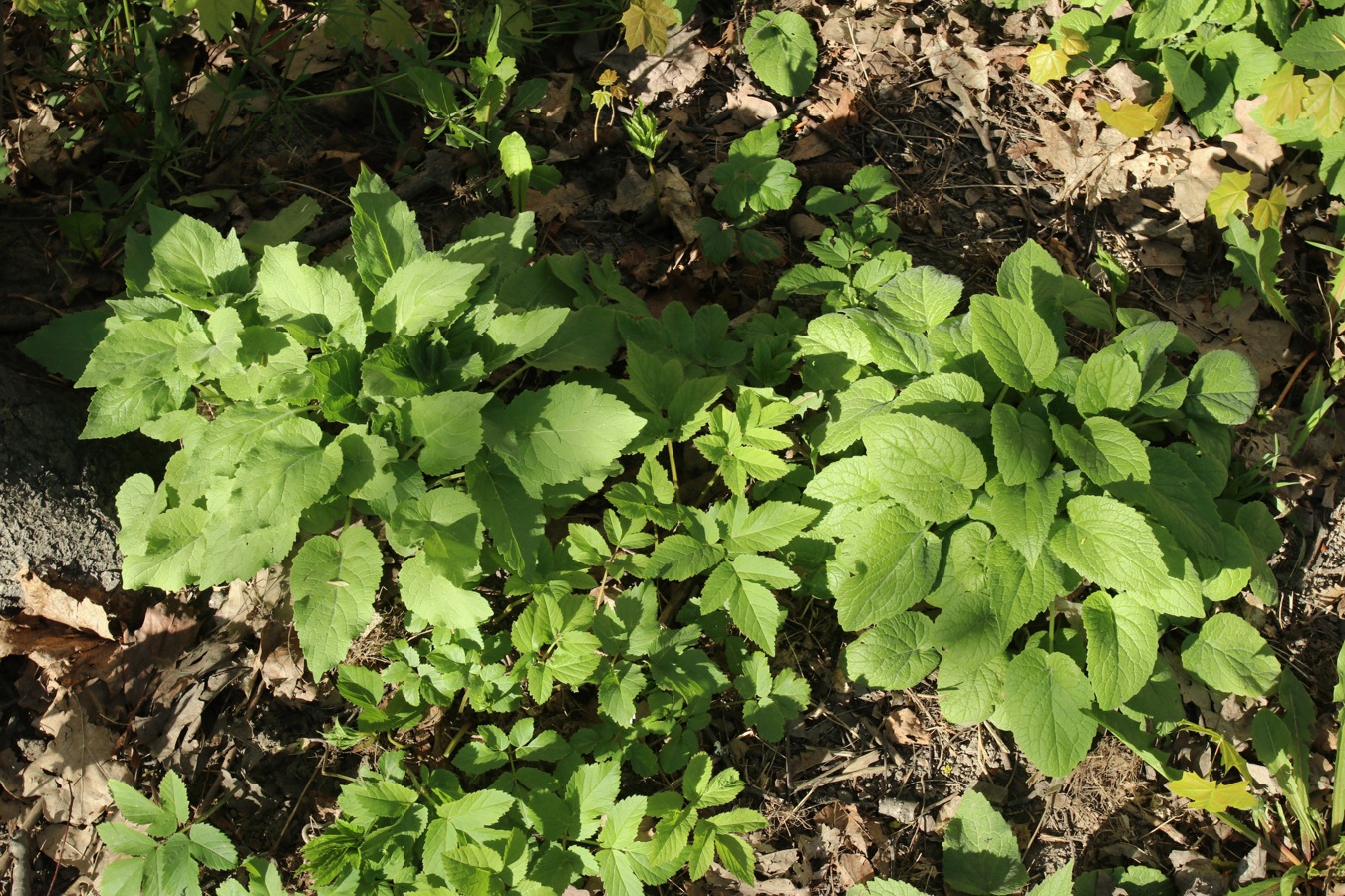 Изображение особи род Campanula.