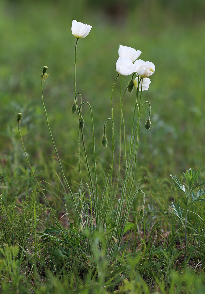 Image of Papaver amurense specimen.