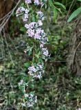 Buddleja alternifolia. Часть ветви с соцветиями. Волгоград, ул. Городовикова. 30.05.2026.
