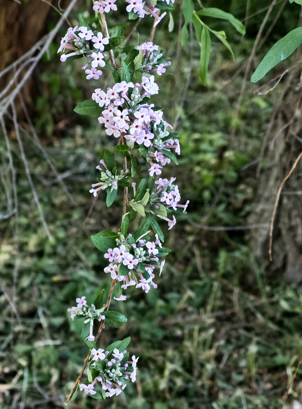 Image of Buddleja alternifolia specimen.