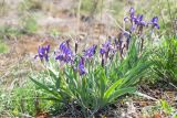 Iris glaucescens. Цветущие растения. Казахстан, Восточно-Казахстанская обл., окр. с. Кожохово, каменистая степь. 04.05.2026.