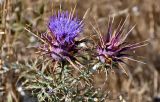 Cynara algarbiensis