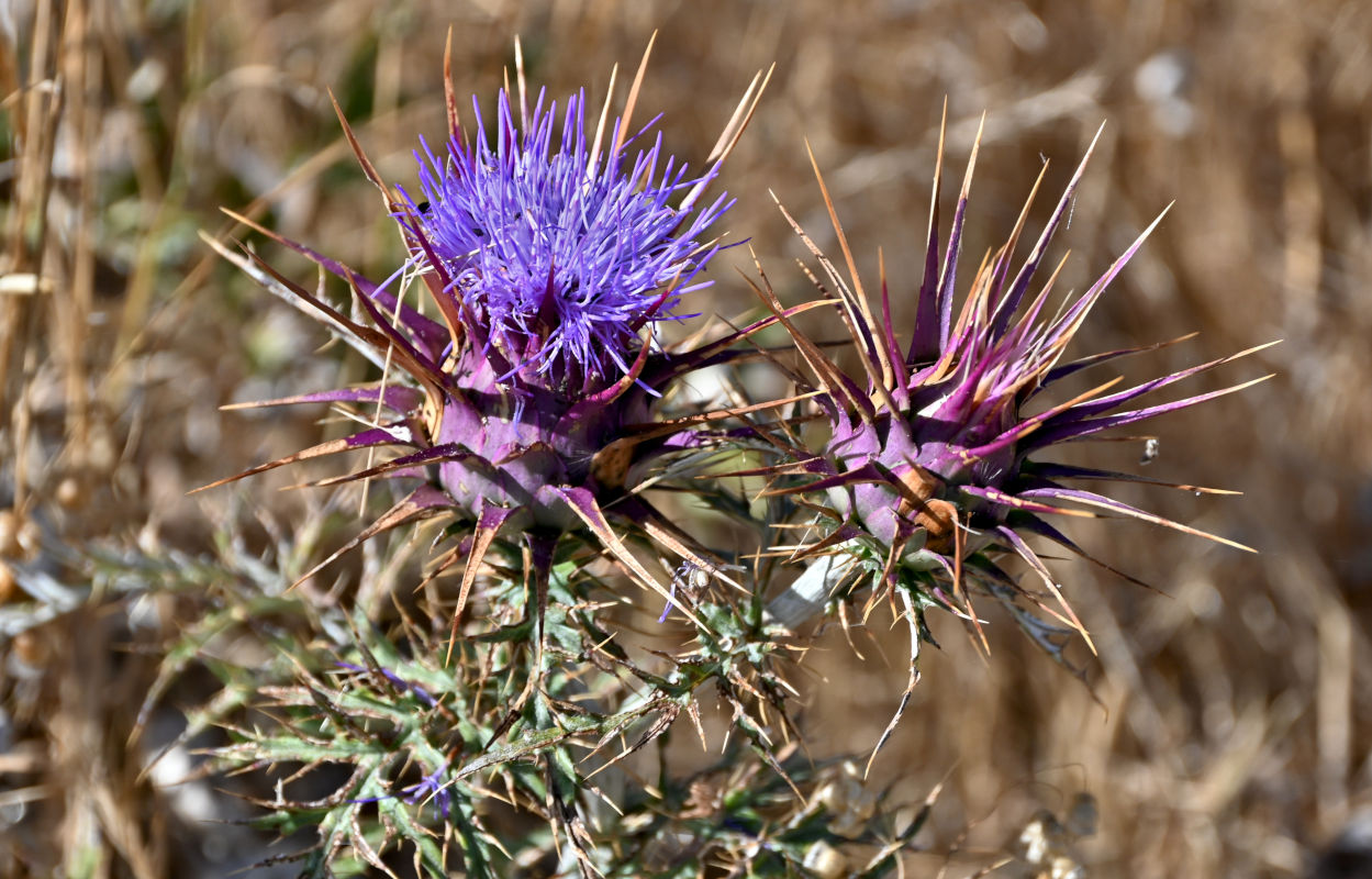 Image of genus Cynara specimen.