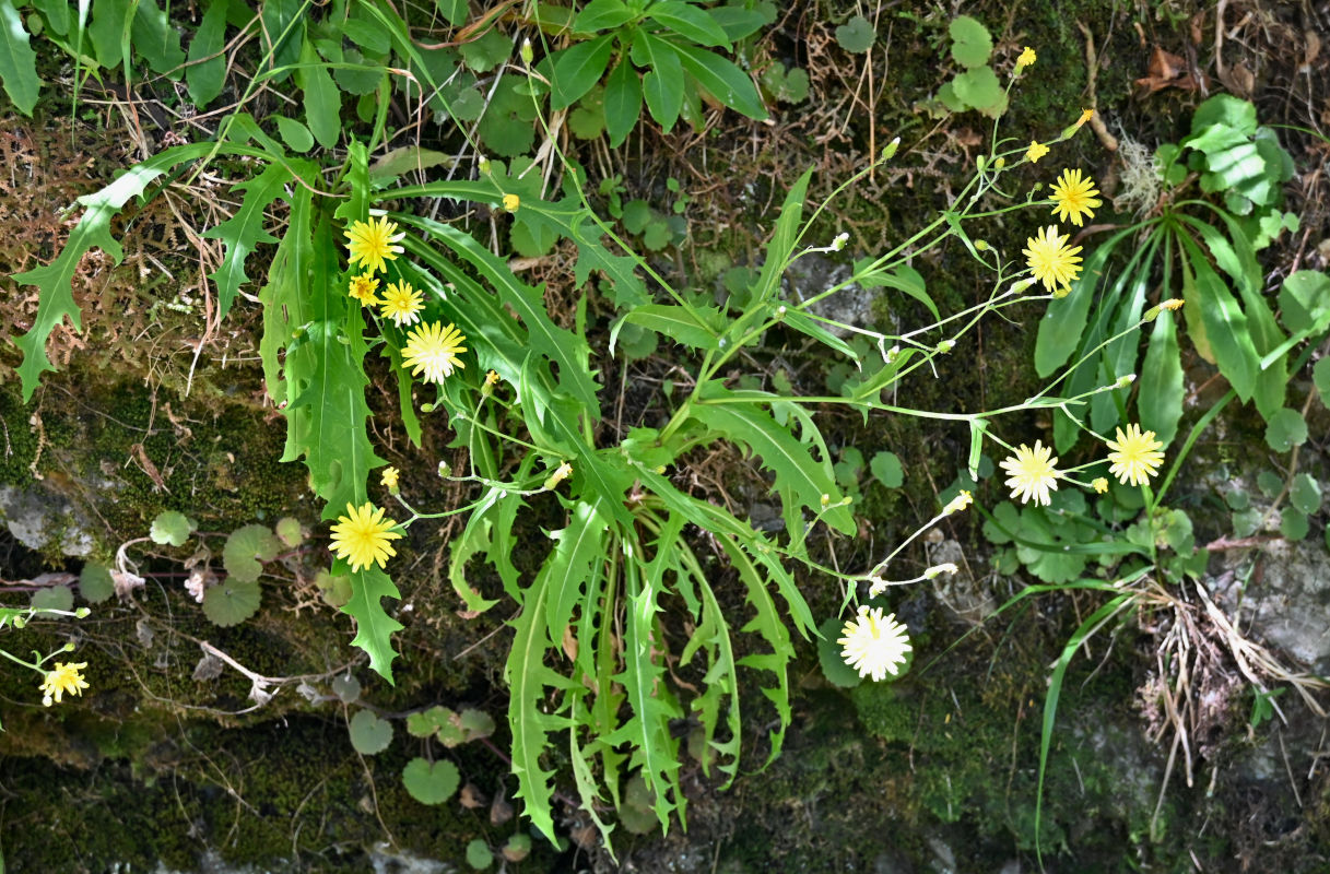 Image of Crepis capillaris specimen.