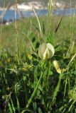 Vicia hybrida