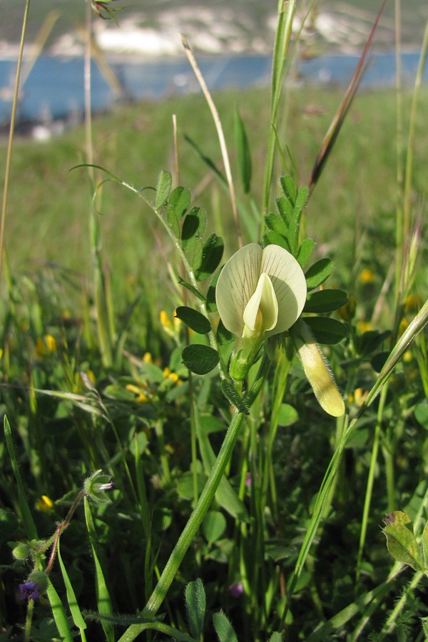 Изображение особи Vicia hybrida.