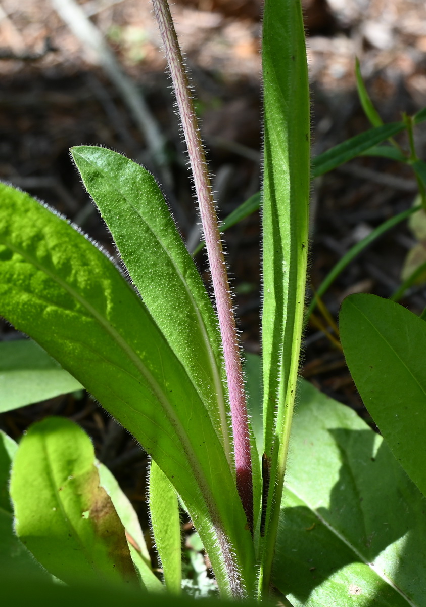 Image of familia Asteraceae specimen.