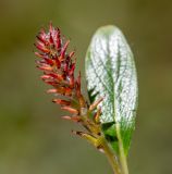 Salix phlebophylla