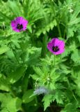 genus Geranium. Цветки. Турция, ил Артвин, окр. дер. Кашикли, склон, который спускается к р. Корпусу от мечети, луг. 12 июня 2026 г.