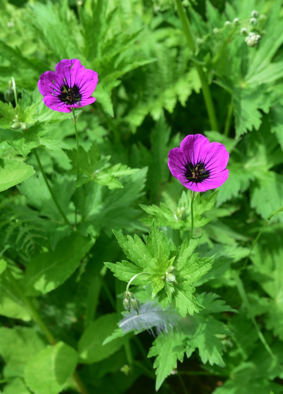 Image of genus Geranium specimen.