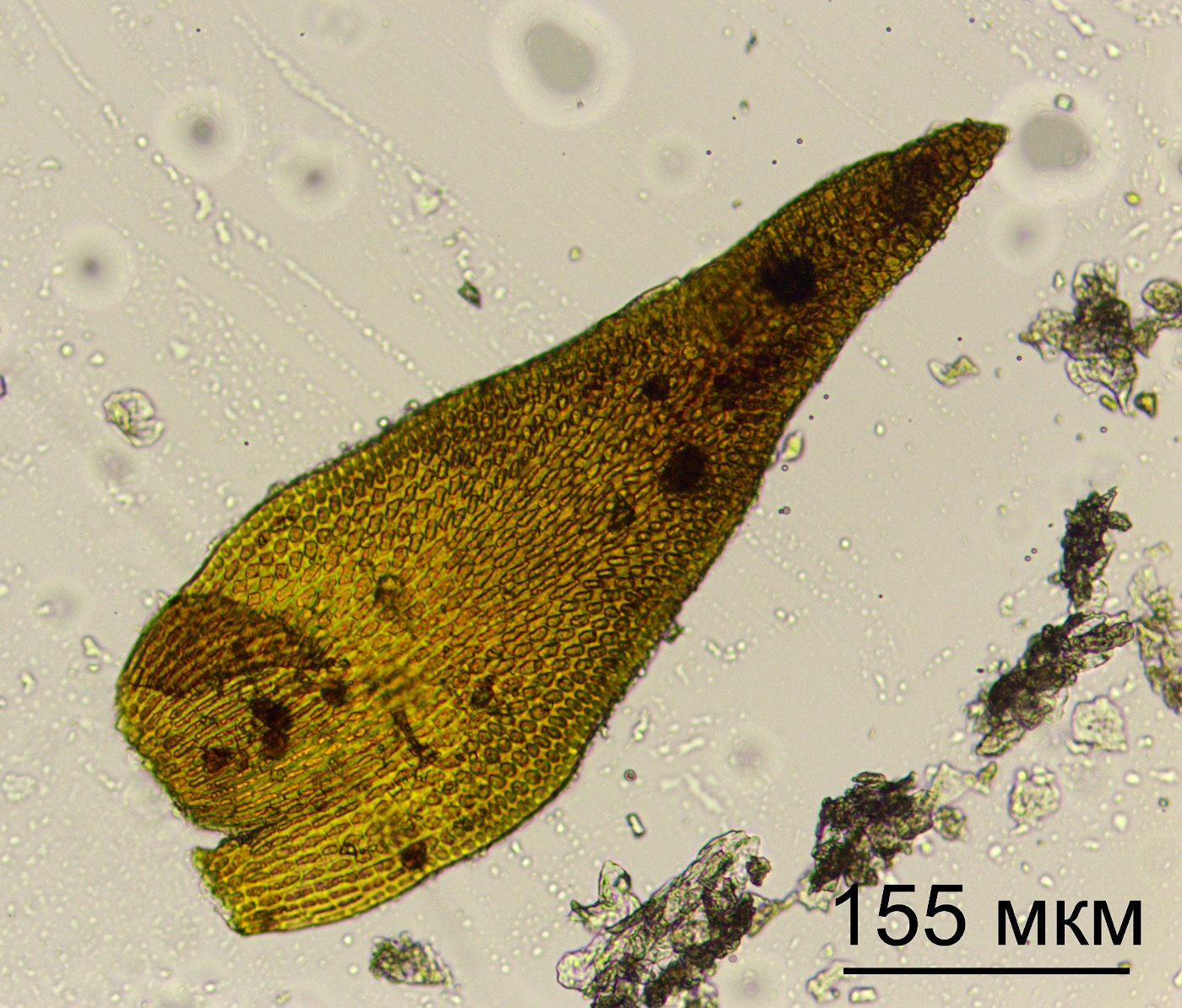 Изображение особи Andreaea rupestris.