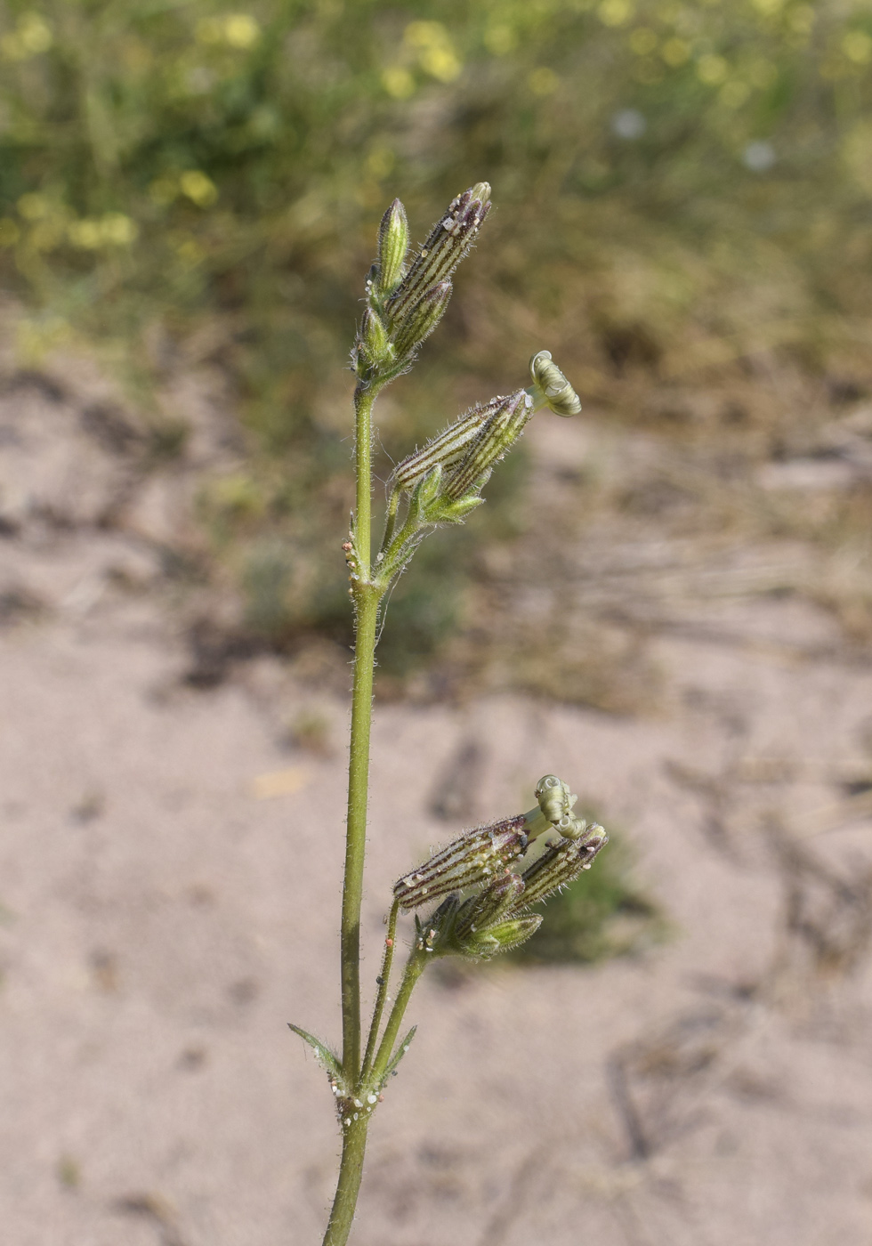 Изображение особи Silene niceensis.