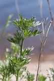 Artemisia absinthium. Побег. Татарстан, окр. с. Камское Устье, разнотравный луг на краю осыпающегося обрывистого берега. 07.06.2026.