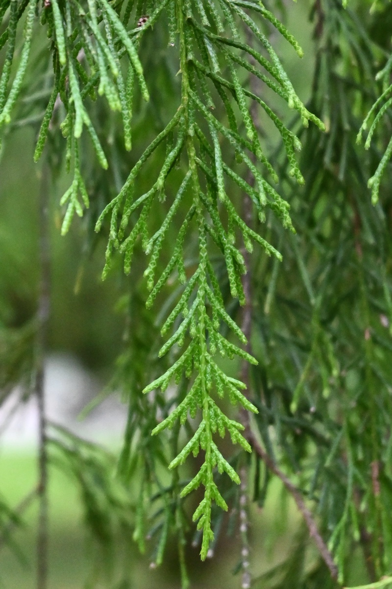 Изображение особи Cupressus funebris.