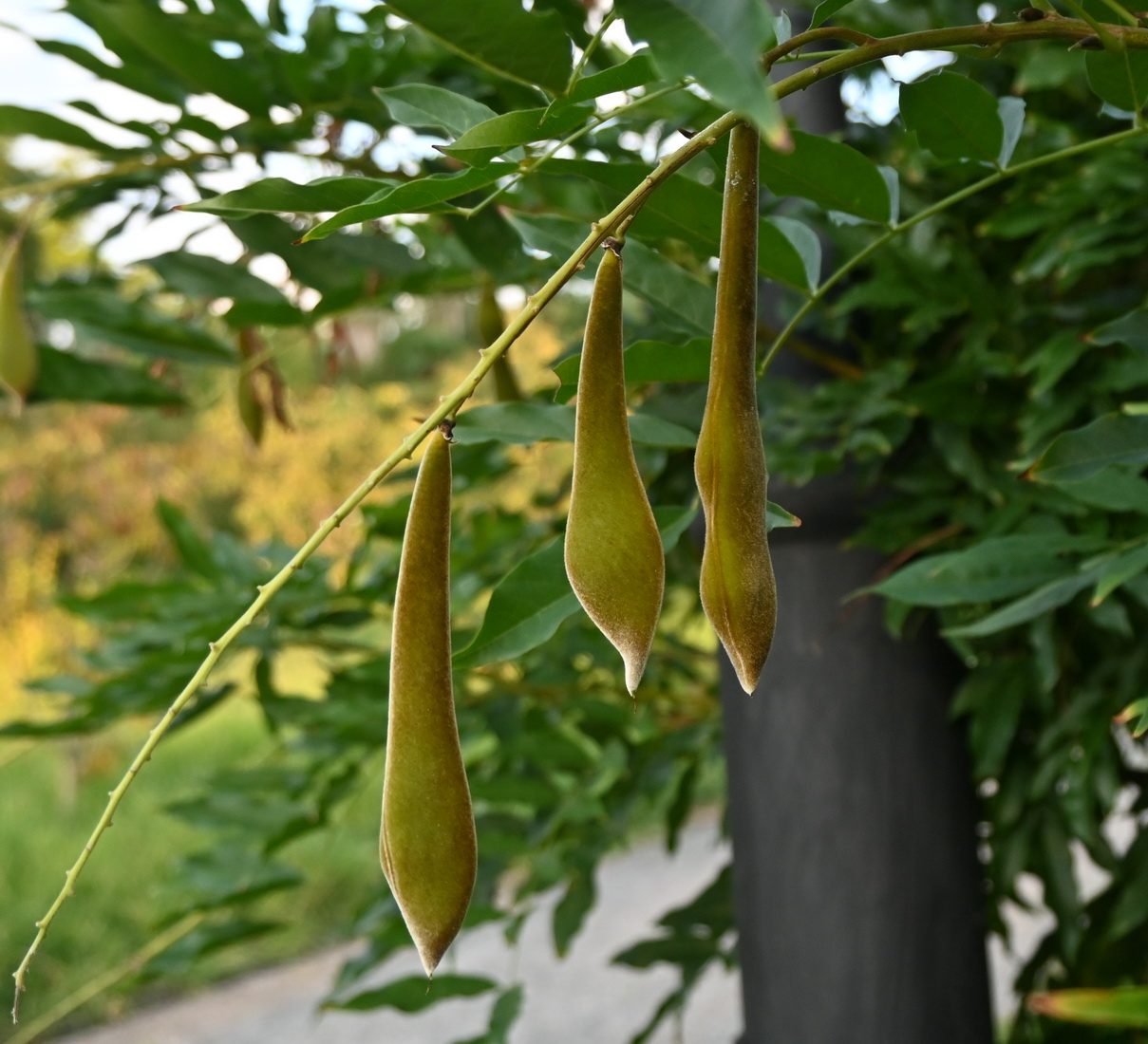 Image of genus Wisteria specimen.