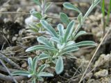 Odontarrhena tortuosa. Нижняя часть растения с листьями. Украина, Донецкая обл., Новоазовский р-н, балка Харцызская, известняковые обнажения. 10.05.2011.