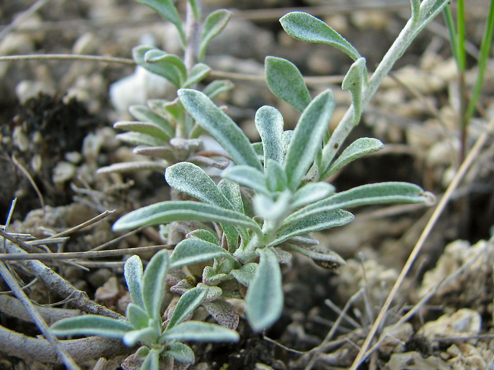 Image of Odontarrhena tortuosa specimen.