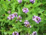Astragalus danicus