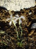 Dianthus angrenicus